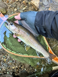 イワナの釣果