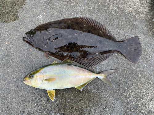 ヒラメの釣果