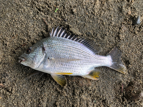 キビレの釣果