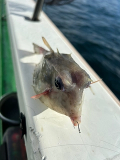 ウミスズメの釣果