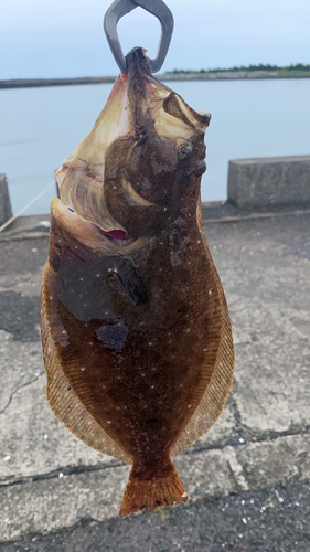 ヒラメの釣果