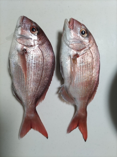 タイの釣果