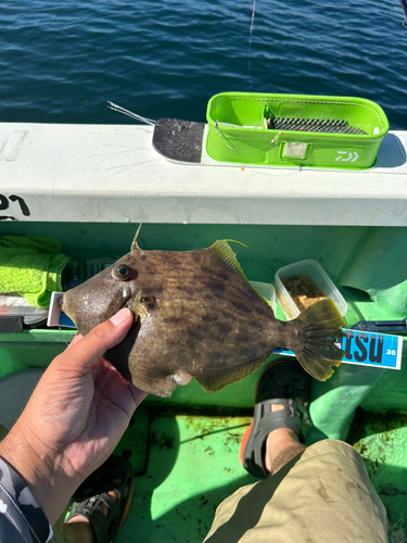 カワハギの釣果