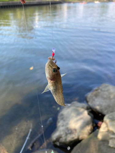 マハゼの釣果