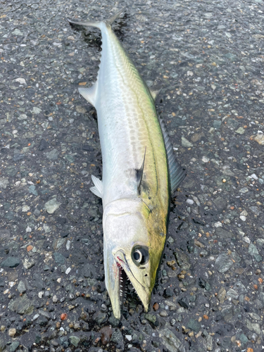 サゴシの釣果