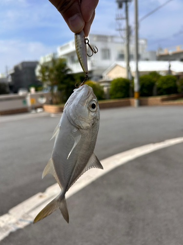 メッキの釣果