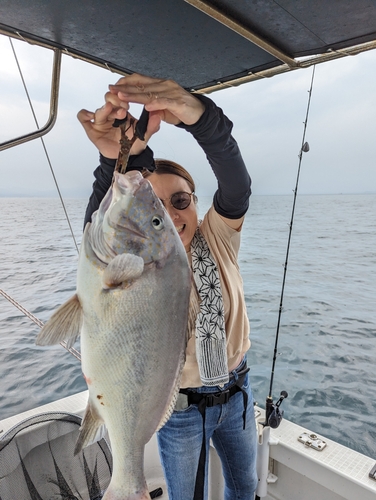 コロダイの釣果