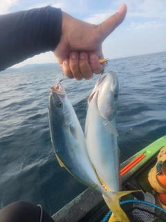 イナダの釣果