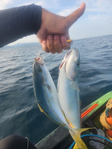 イナダの釣果