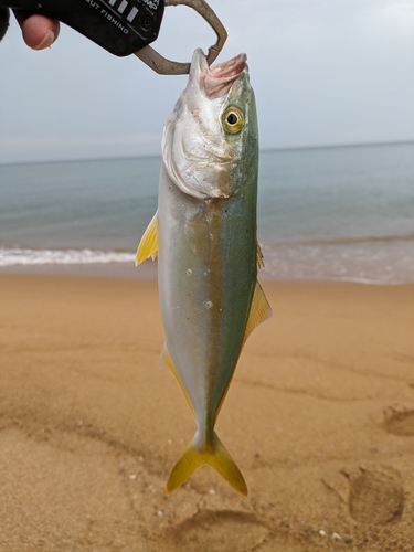 ヤズの釣果