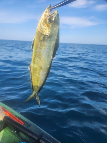 シイラの釣果