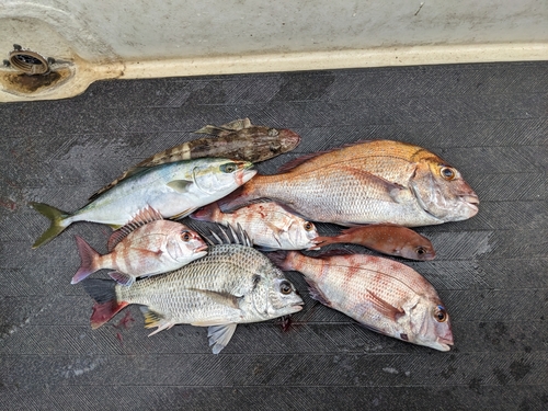 マダイの釣果