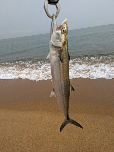 サゴシの釣果