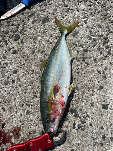 ヤズの釣果