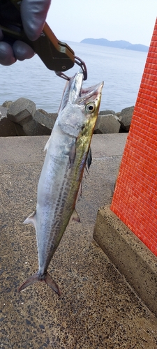 サゴシの釣果