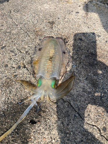 アオリイカの釣果