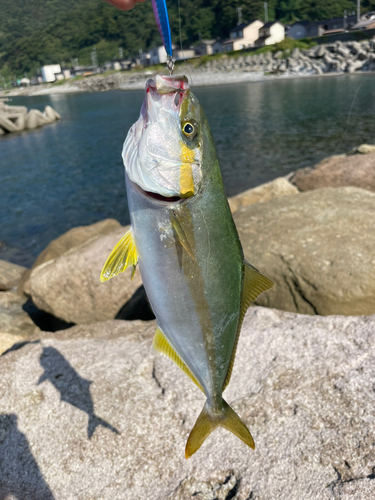 ワカシの釣果