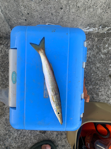 カマスの釣果