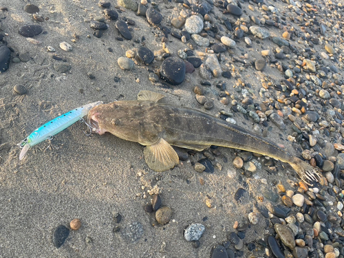 マゴチの釣果