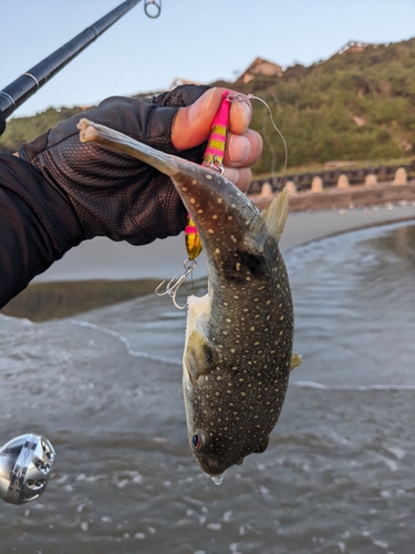 フグの釣果