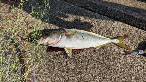 コゾクラの釣果