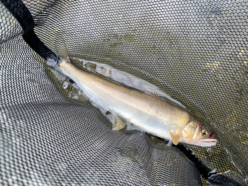 アユの釣果