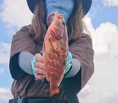 アコウの釣果