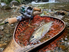 アマゴの釣果