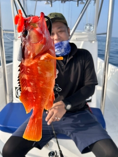 アカハタの釣果