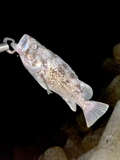 クロソイの釣果