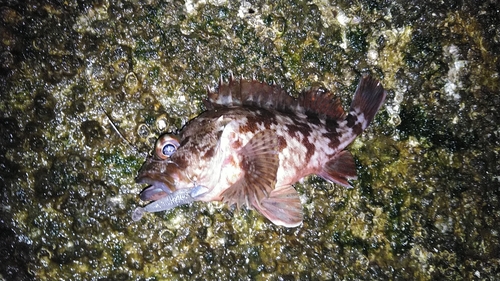 カサゴの釣果