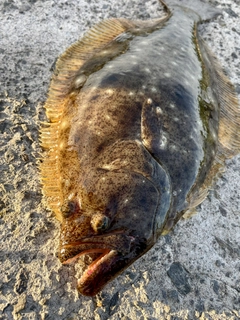ヒラメの釣果