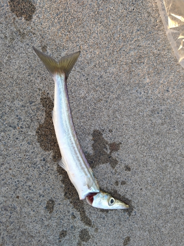 ヤマトカマスの釣果