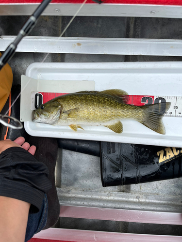 スモールマウスバスの釣果