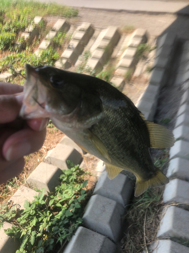 ラージマウスバスの釣果