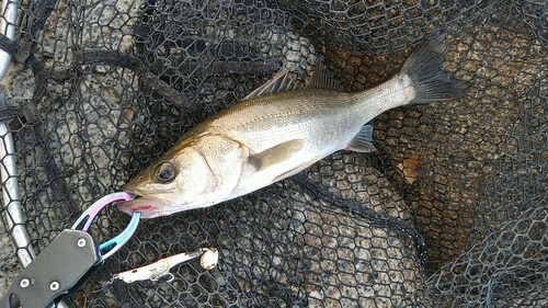 セイゴ（マルスズキ）の釣果