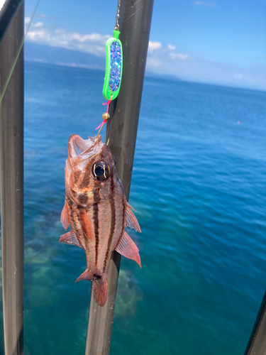 オオスジイシモチの釣果