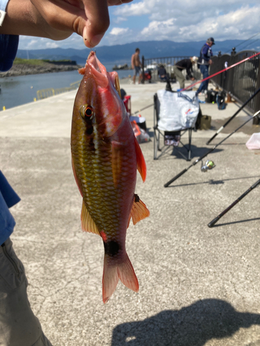 ヒメジの釣果