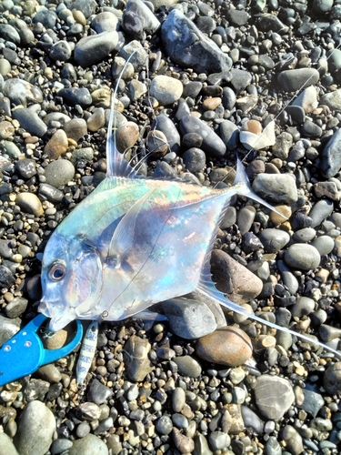 イトヒキアジの釣果