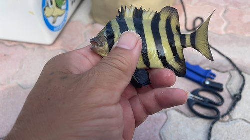 サンバソウの釣果