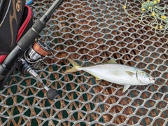 ハマチの釣果