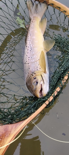 ブラウントラウトの釣果