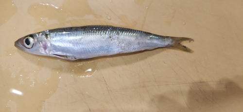 ウルメイワシの釣果