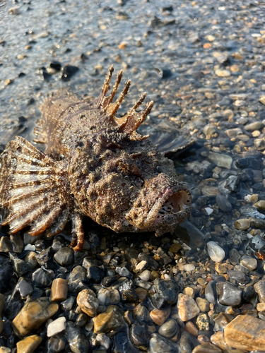 オニオコゼの釣果