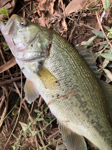 ブラックバスの釣果