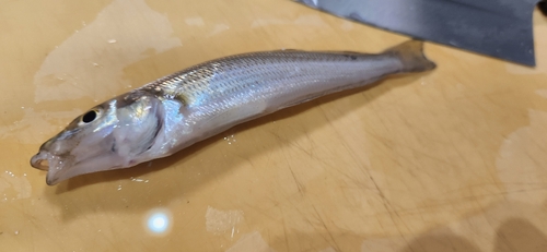 シロギスの釣果