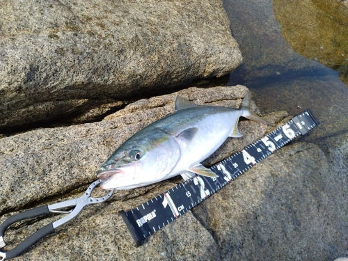 イナダの釣果