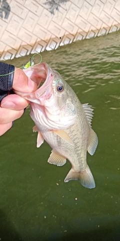 ラージマウスバスの釣果