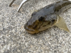 ハゼの釣果