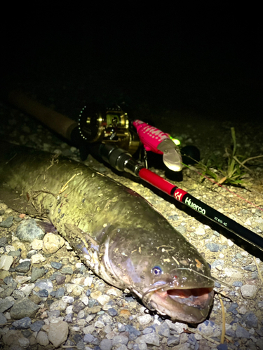 ナマズの釣果